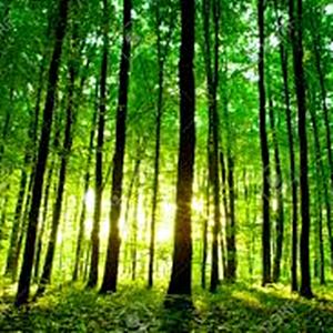 Ελληνικά Δάση dasos