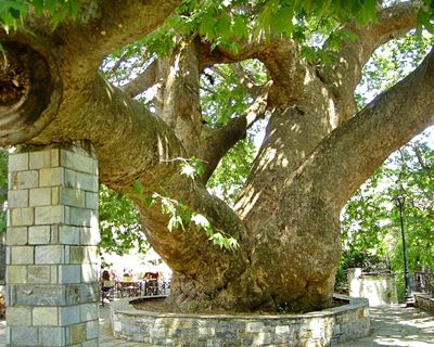 Plane tree Tsangarada